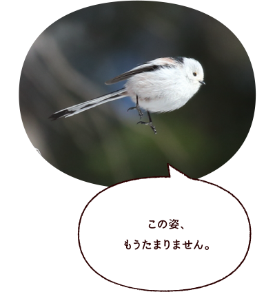 この姿、もうたまりません。