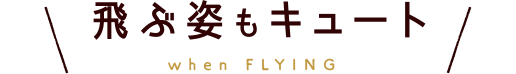 飛ぶ姿もキュート when FLYING