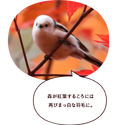 森が紅葉するころには再びまっ白な羽毛に。