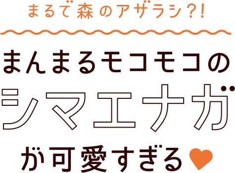 まんまるモコモコのシマエナガが可愛すぎる!