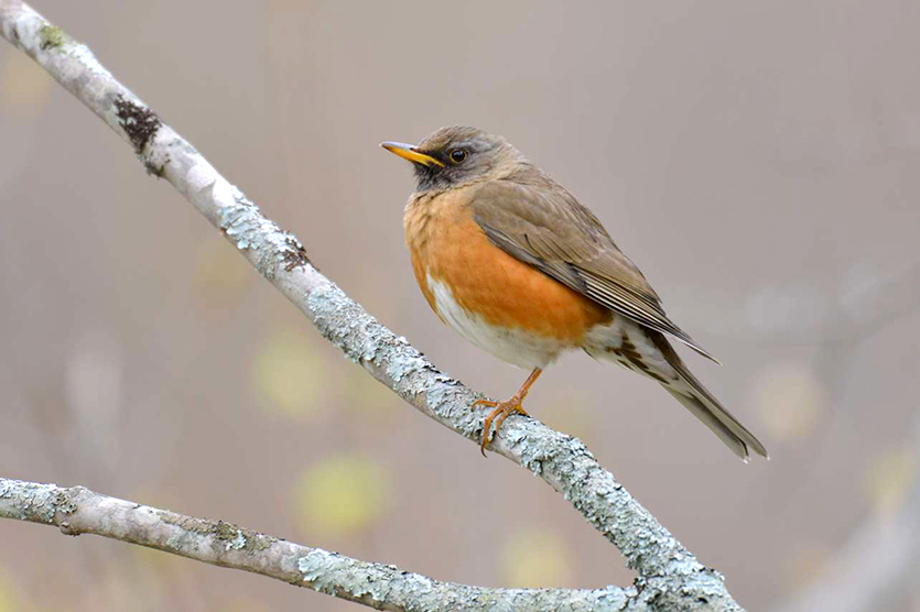 アカハラ ひがし北海道の野鳥図鑑 Bird Land ひがし北海道 釧路 バードウォッチング パラダイスひがし北海道 くしろ