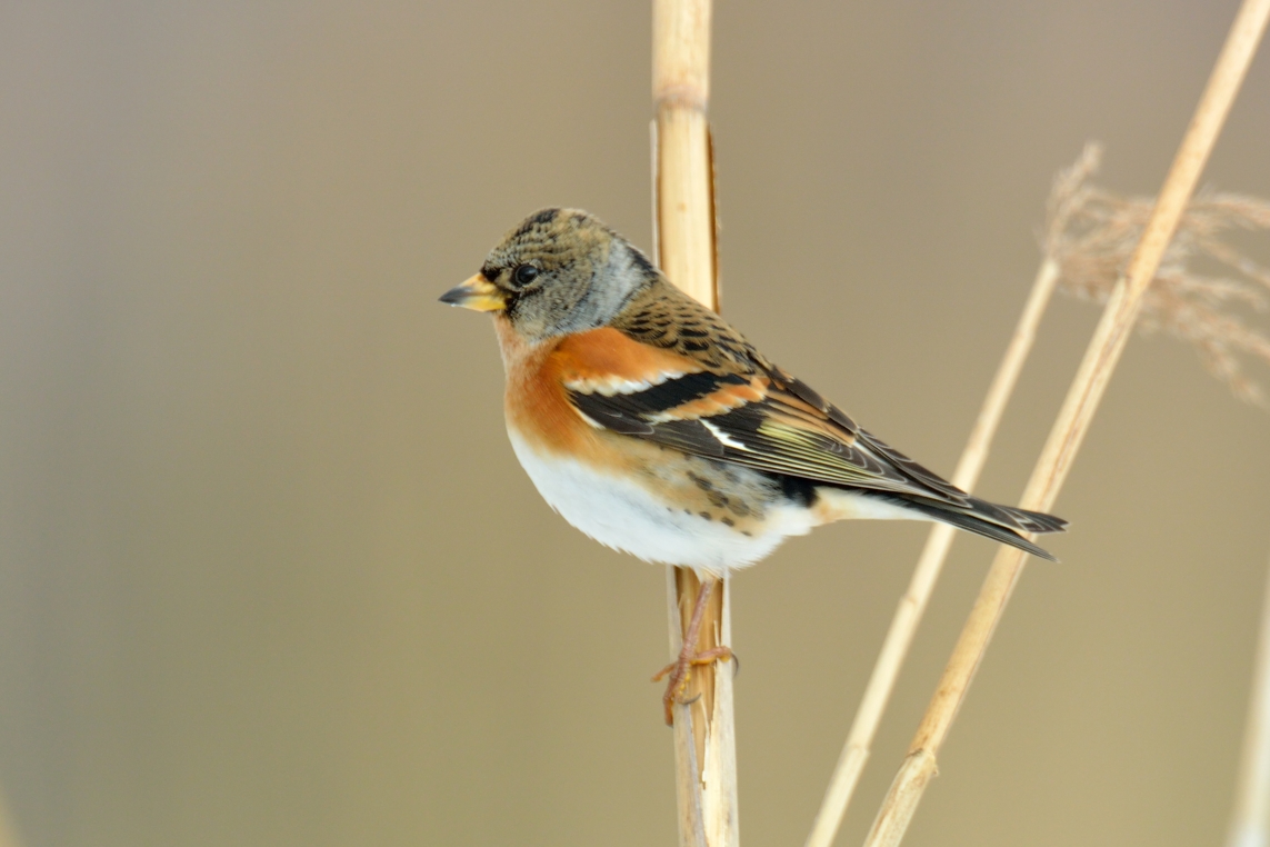 アトリ ひがし北海道の野鳥図鑑 Bird Land ひがし北海道 釧路 バードウォッチング パラダイスひがし北海道 くしろ