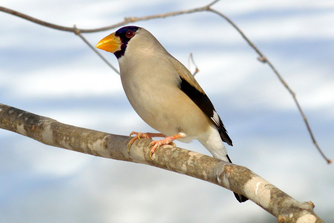 イカル ひがし北海道の野鳥図鑑 Bird Land ひがし北海道 釧路 バードウォッチング パラダイスひがし北海道 くしろ