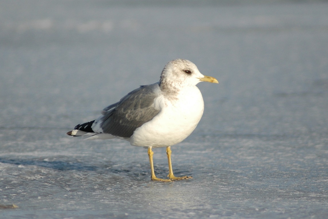 カモメ ひがし北海道の野鳥図鑑 Bird Land ひがし北海道 釧路