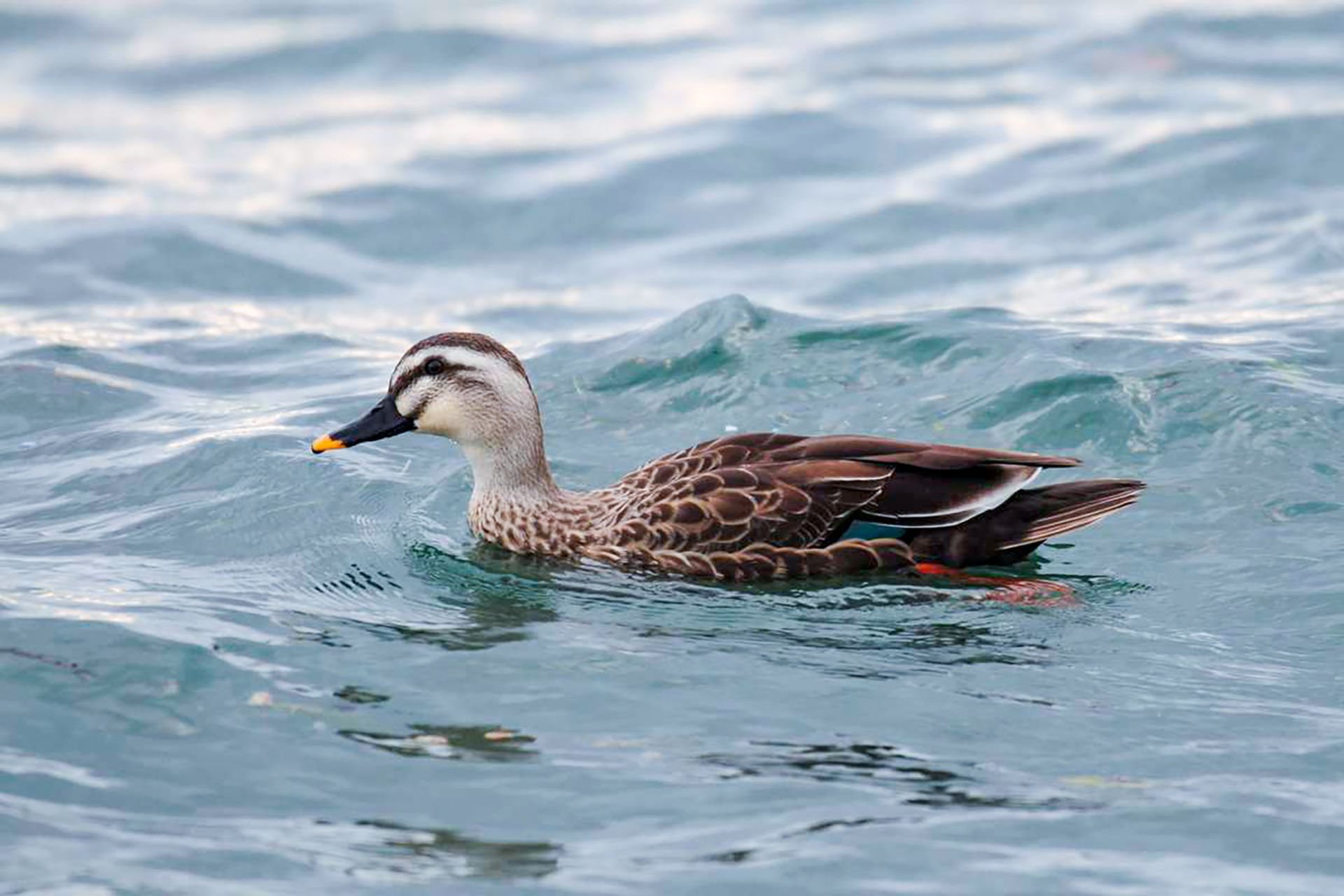 カルガモ ひがし北海道の野鳥図鑑 Bird Land ひがし北海道 釧路 バードウォッチング パラダイスひがし北海道 くしろ