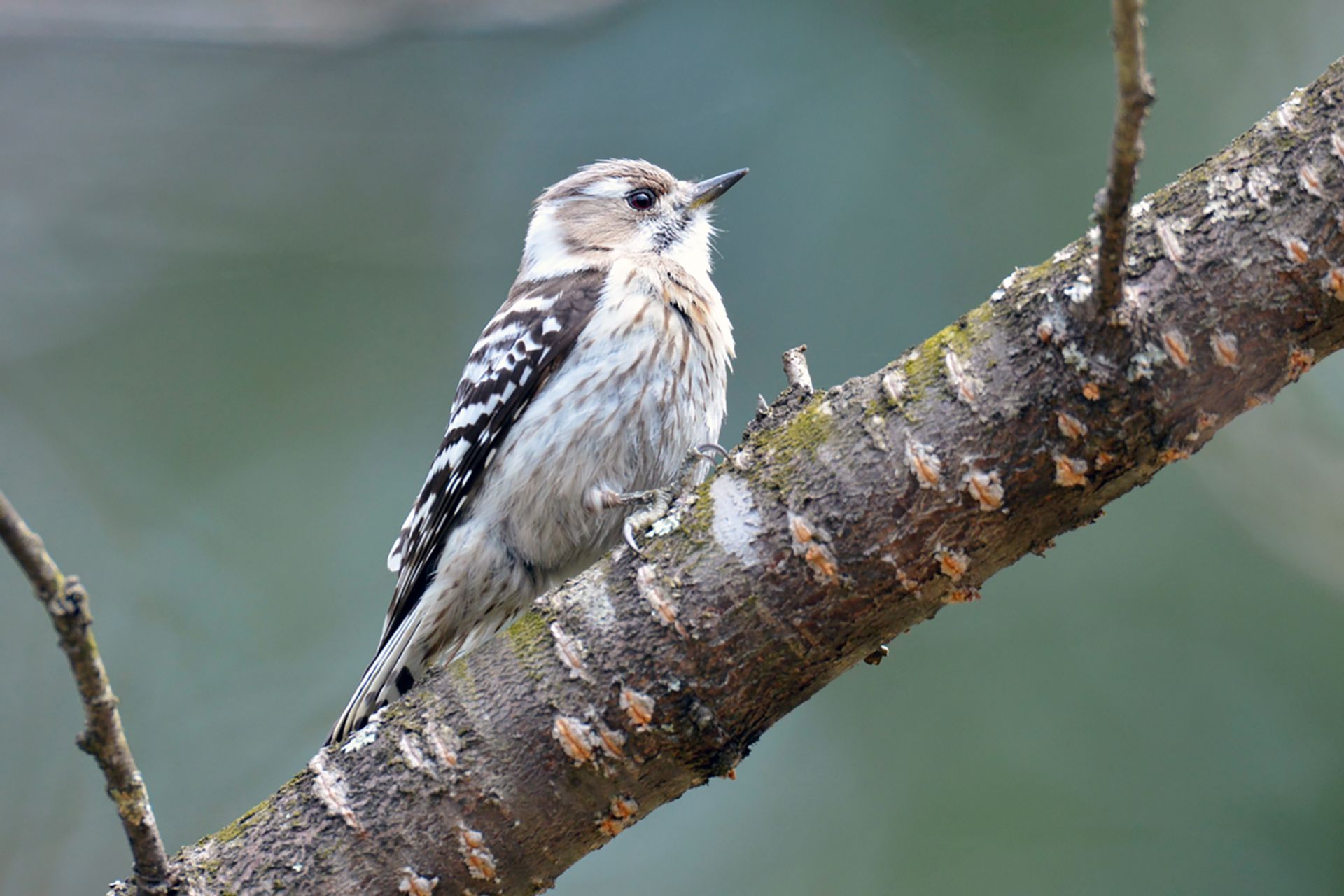 コゲラ ひがし北海道の野鳥図鑑 Bird Land ひがし北海道 釧路 バードウォッチング パラダイスひがし北海道 くしろ