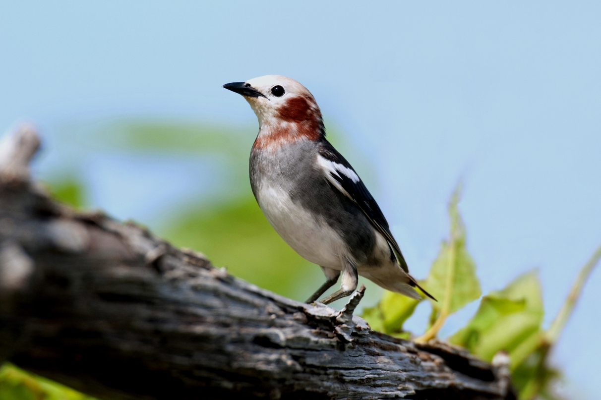コムクドリ ひがし北海道の野鳥図鑑 Bird Land ひがし北海道 釧路 バードウォッチング パラダイスひがし北海道 くしろ