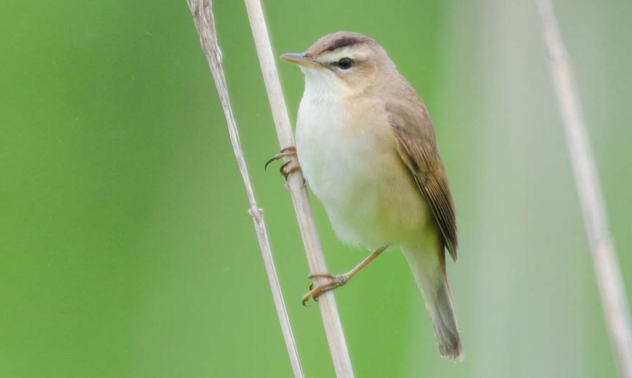 コヨシキリ ひがし北海道の野鳥図鑑 Bird Land ひがし北海道 釧路 バードウォッチング パラダイスひがし北海道 くしろ