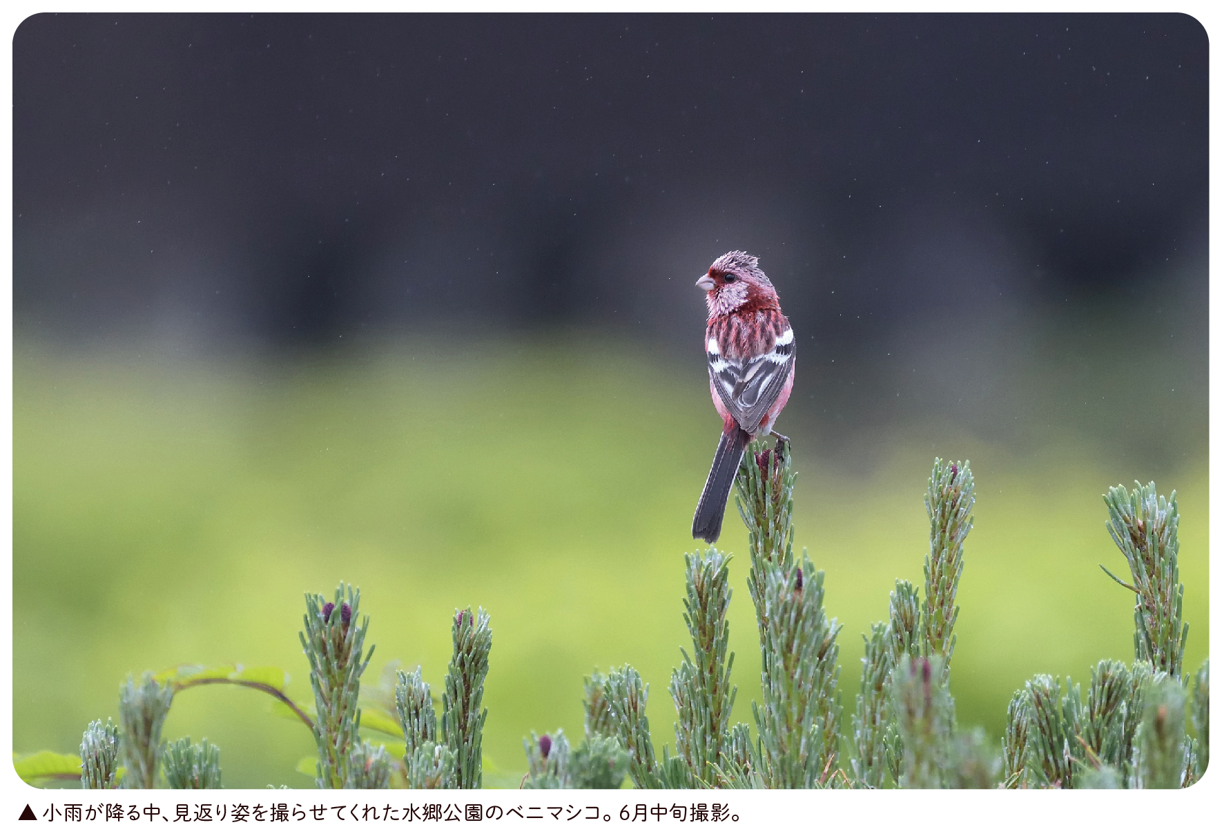 水郷公園のベニマシコ ひがし北海道の野鳥図鑑 Bird Land ひがし北海道 釧路 バードウォッチング パラダイスひがし北海道 くしろ