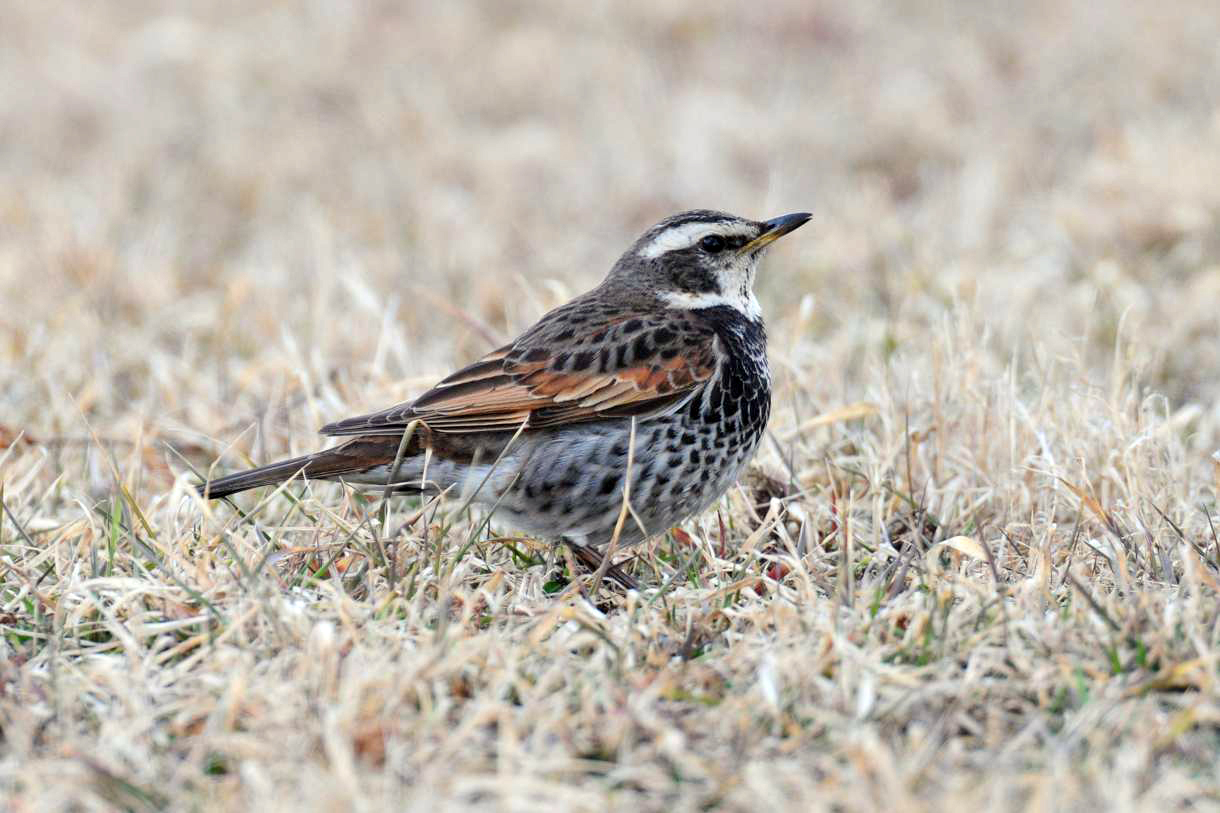 ツグミ ひがし北海道の野鳥図鑑 Bird Land ひがし北海道 釧路 バードウォッチング パラダイスひがし北海道 くしろ