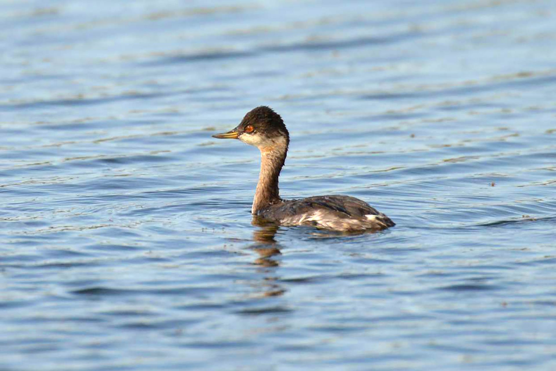 ハジロカイツブリ ひがし北海道の野鳥図鑑 Bird Land ひがし北海道 釧路 バードウォッチング パラダイスひがし北海道 くしろ ハジロカイツブリ ひがし北海道の野鳥図鑑 Bird Land ひがし北海道 釧路 バードウォッチング パラダイスひがし北海道 くしろ