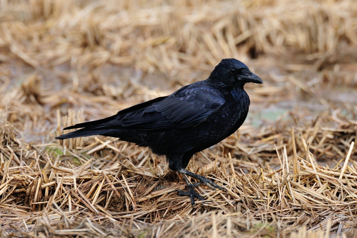 ハシボソガラス ひがし北海道の野鳥図鑑 Bird Land ひがし北海道 釧路 バードウォッチング パラダイスひがし北海道 くしろ ハシボソガラス ひがし北海道の野鳥図鑑 Bird Land ひがし北海道 釧路 バードウォッチング パラダイスひがし北海道 くしろ