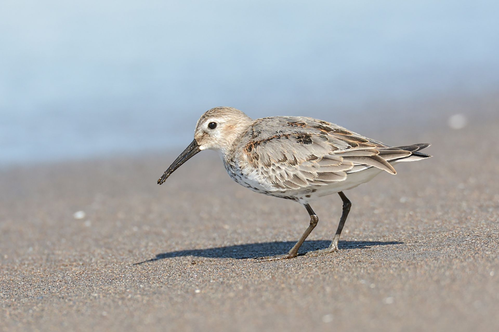 ハマシギ ひがし北海道の野鳥図鑑 Bird Land ひがし北海道 釧路 バードウォッチング パラダイスひがし北海道 くしろ