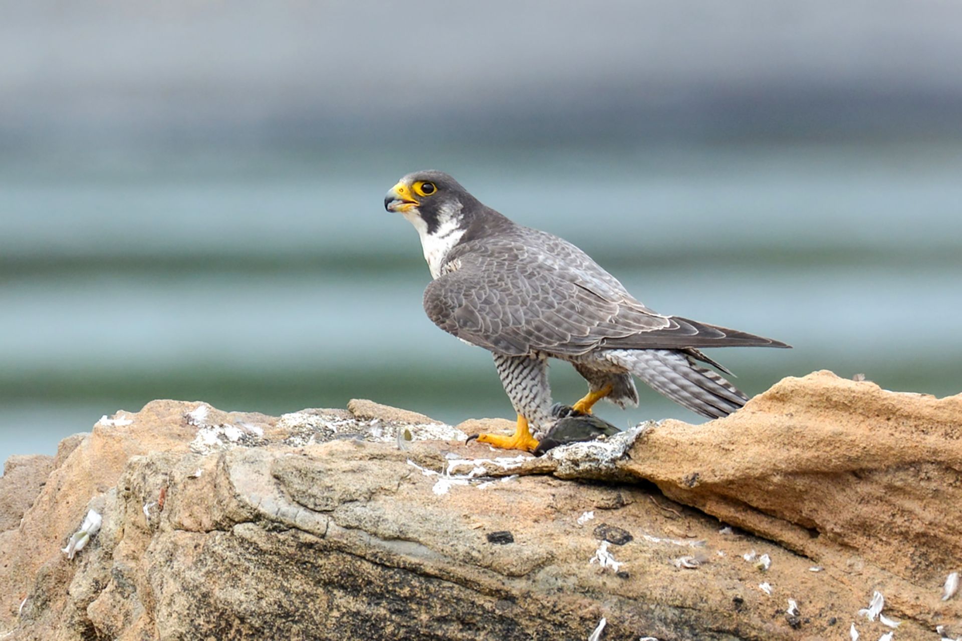 ハヤブサ ひがし北海道の野鳥図鑑 Bird Land ひがし北海道 釧路 バードウォッチング パラダイスひがし北海道 くしろ