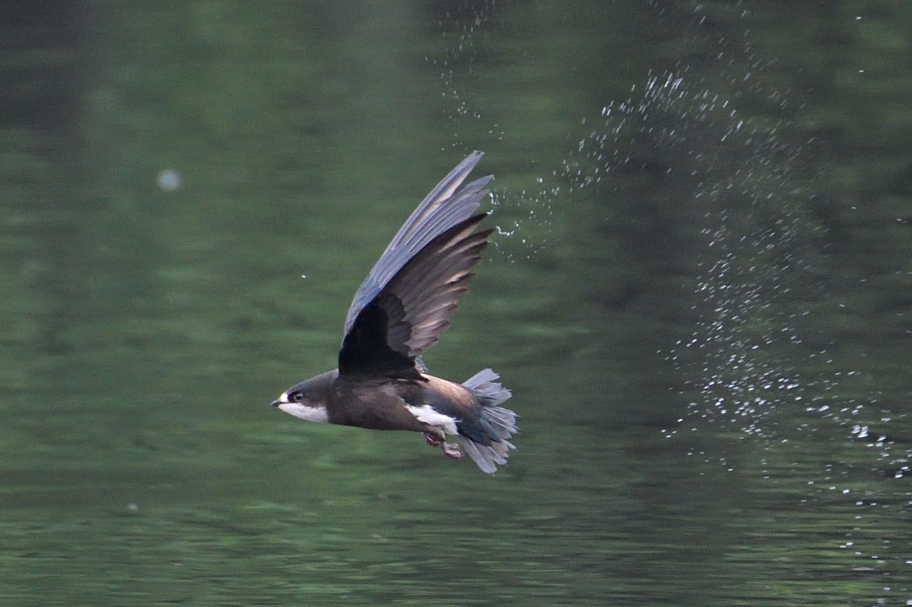 ハリオアマツバメ ひがし北海道の野鳥図鑑 Bird Land ひがし北海道 釧路 ハリオアマツバメ ひがし北海道の野鳥図鑑 Bird Land ひがし北海道 釧路