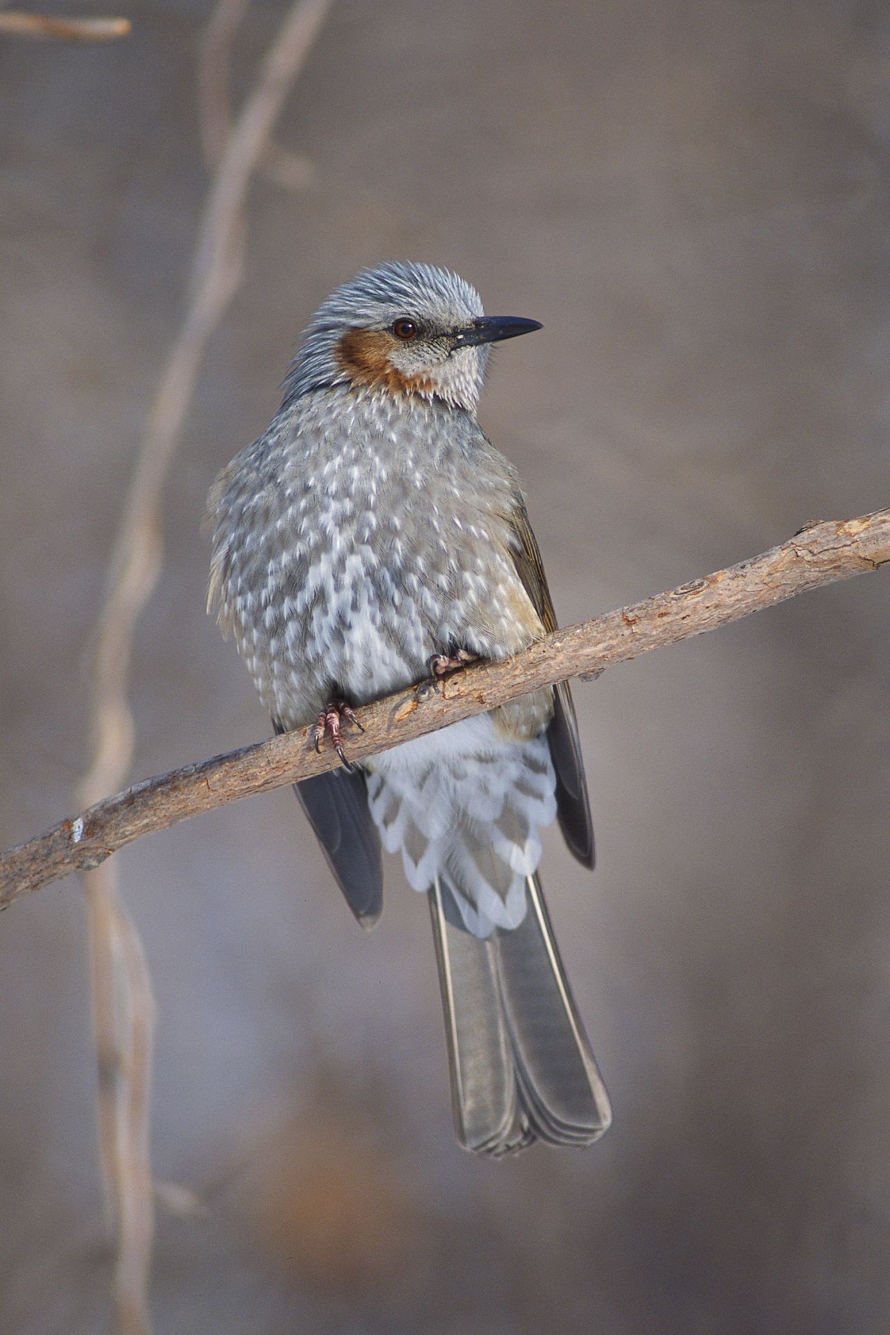 ヒヨドリ ひがし北海道の野鳥図鑑 Bird Land ひがし北海道 釧路 バードウォッチング パラダイスひがし北海道 くしろ