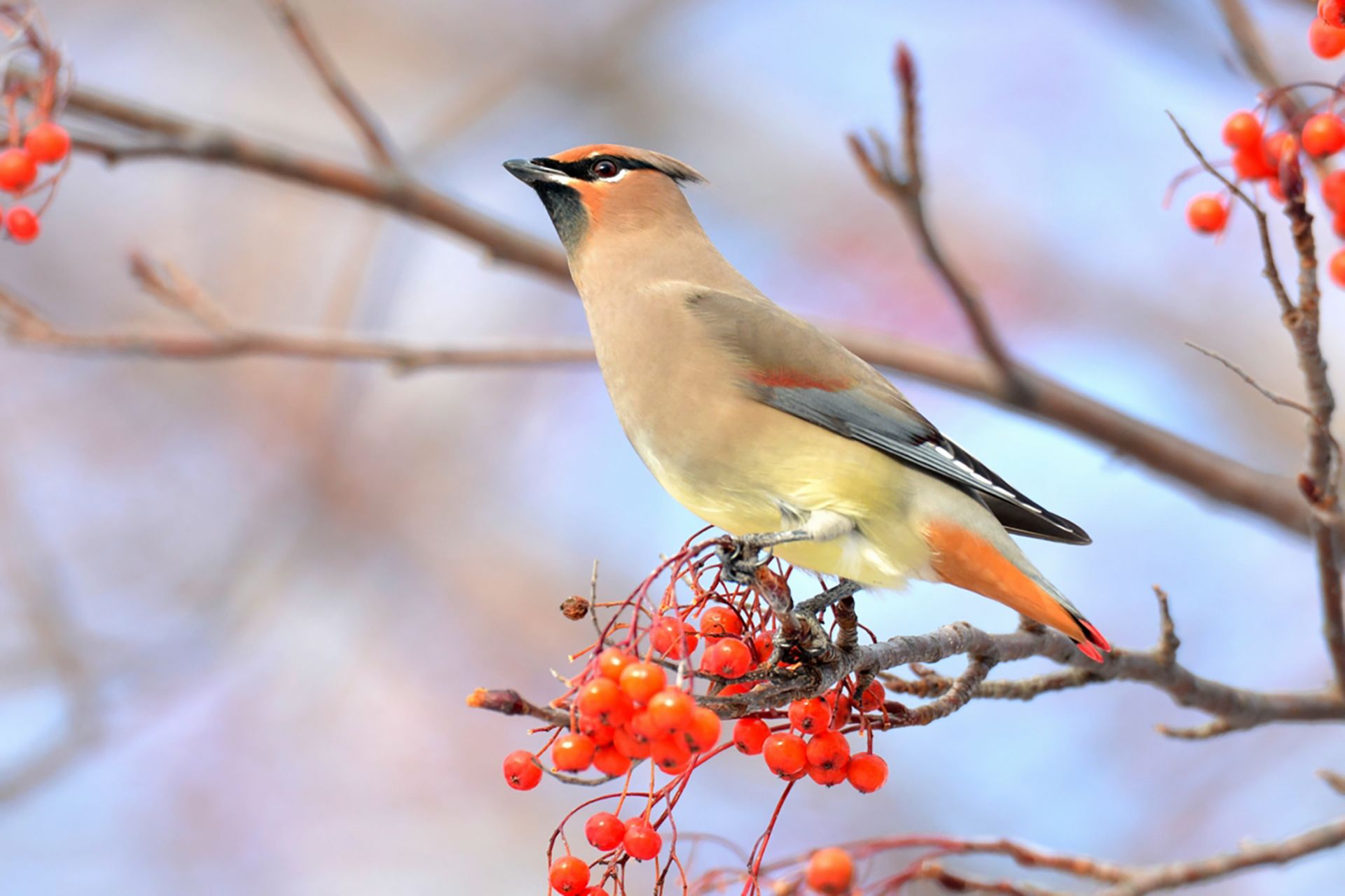 ヒレンジャク ひがし北海道の野鳥図鑑 Bird Land ひがし北海道 釧路 バードウォッチング パラダイスひがし北海道 くしろ