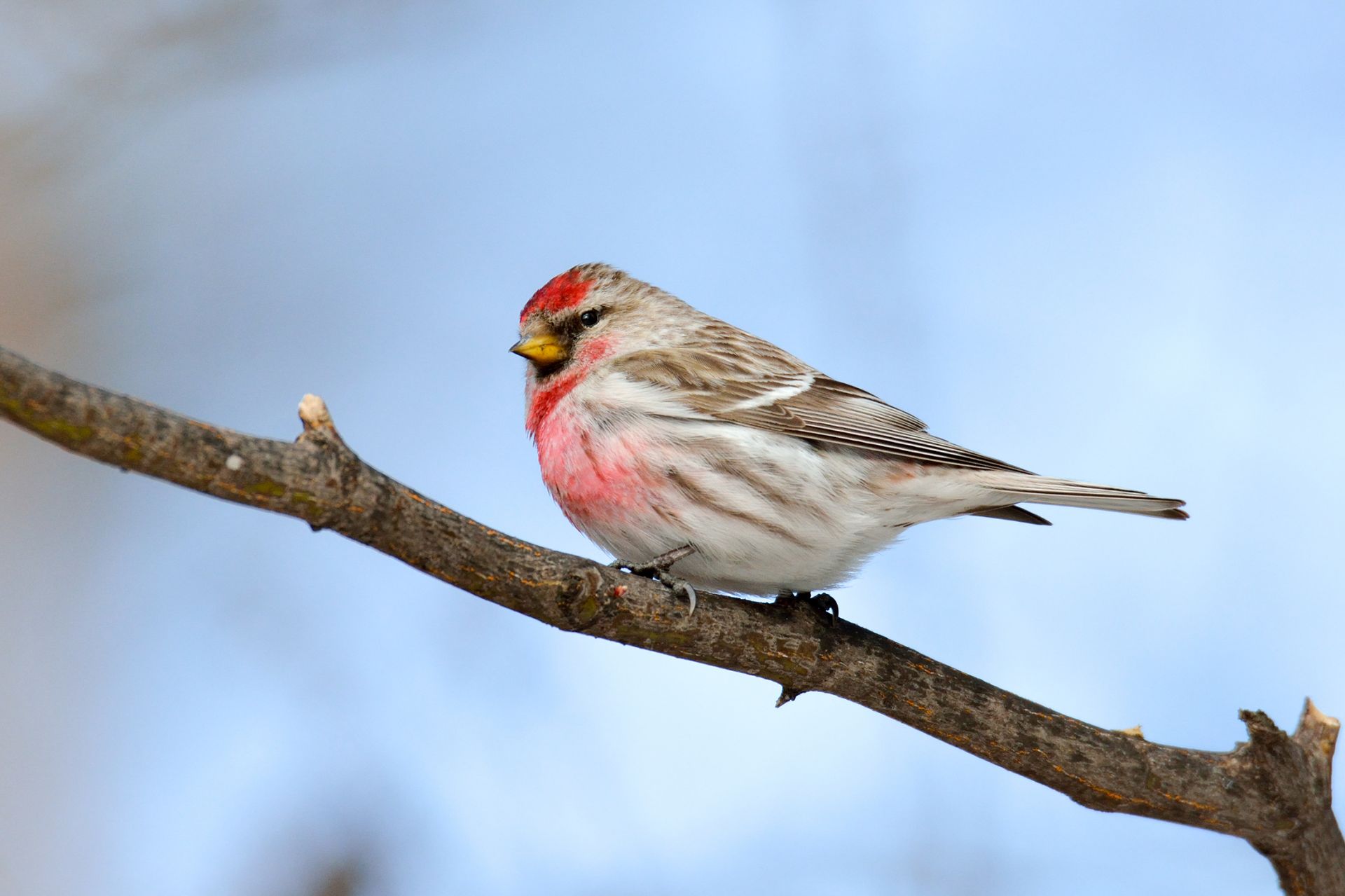 ベニヒワ ひがし北海道の野鳥図鑑 Bird Land ひがし北海道 釧路 バードウォッチング パラダイスひがし北海道 くしろ