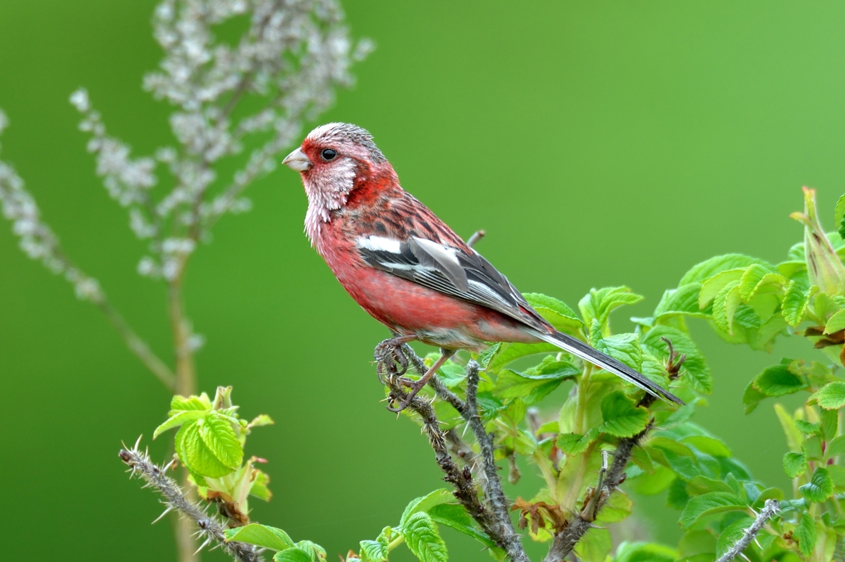 ベニマシコ ひがし北海道の野鳥図鑑 Bird Land ひがし北海道 釧路 バードウォッチング パラダイスひがし北海道 くしろ