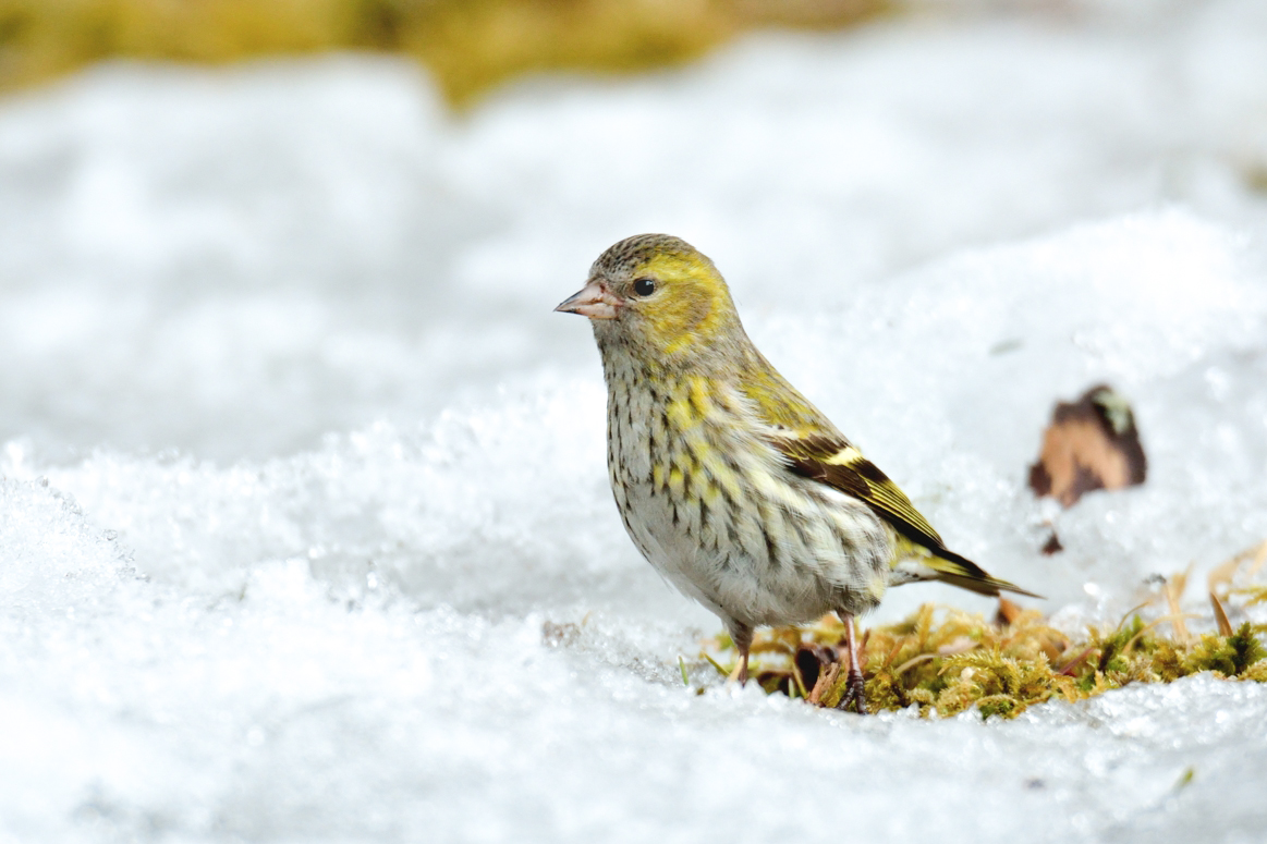 マヒワ ひがし北海道の野鳥図鑑 Bird Land ひがし北海道 釧路 バードウォッチング パラダイスひがし北海道 くしろ