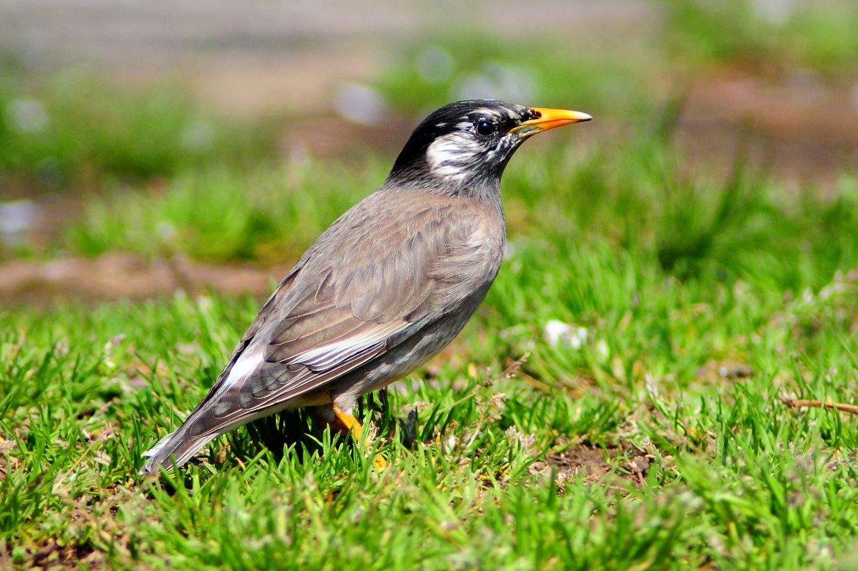 ムクドリ ひがし北海道の野鳥図鑑 Bird Land ひがし北海道 釧路 バードウォッチング パラダイスひがし北海道 くしろ