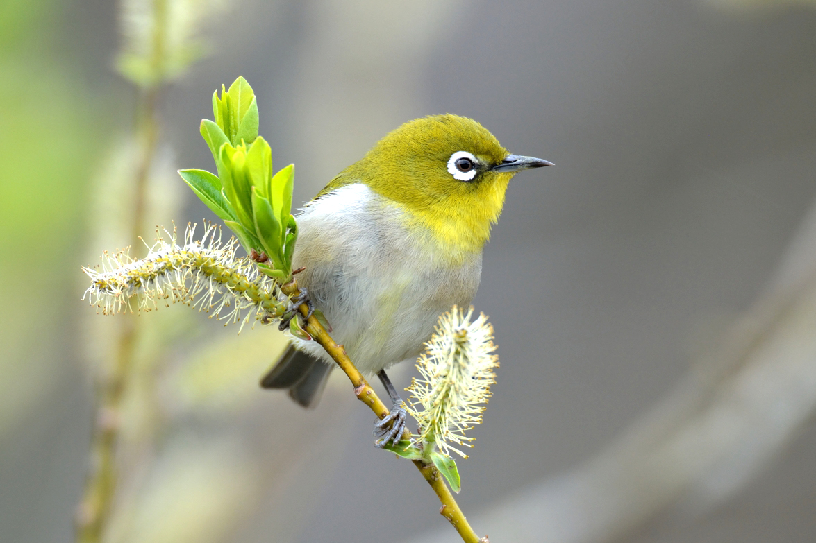 メジロ ひがし北海道の野鳥図鑑 Bird Land ひがし北海道 釧路 バードウォッチング パラダイスひがし北海道 くしろ