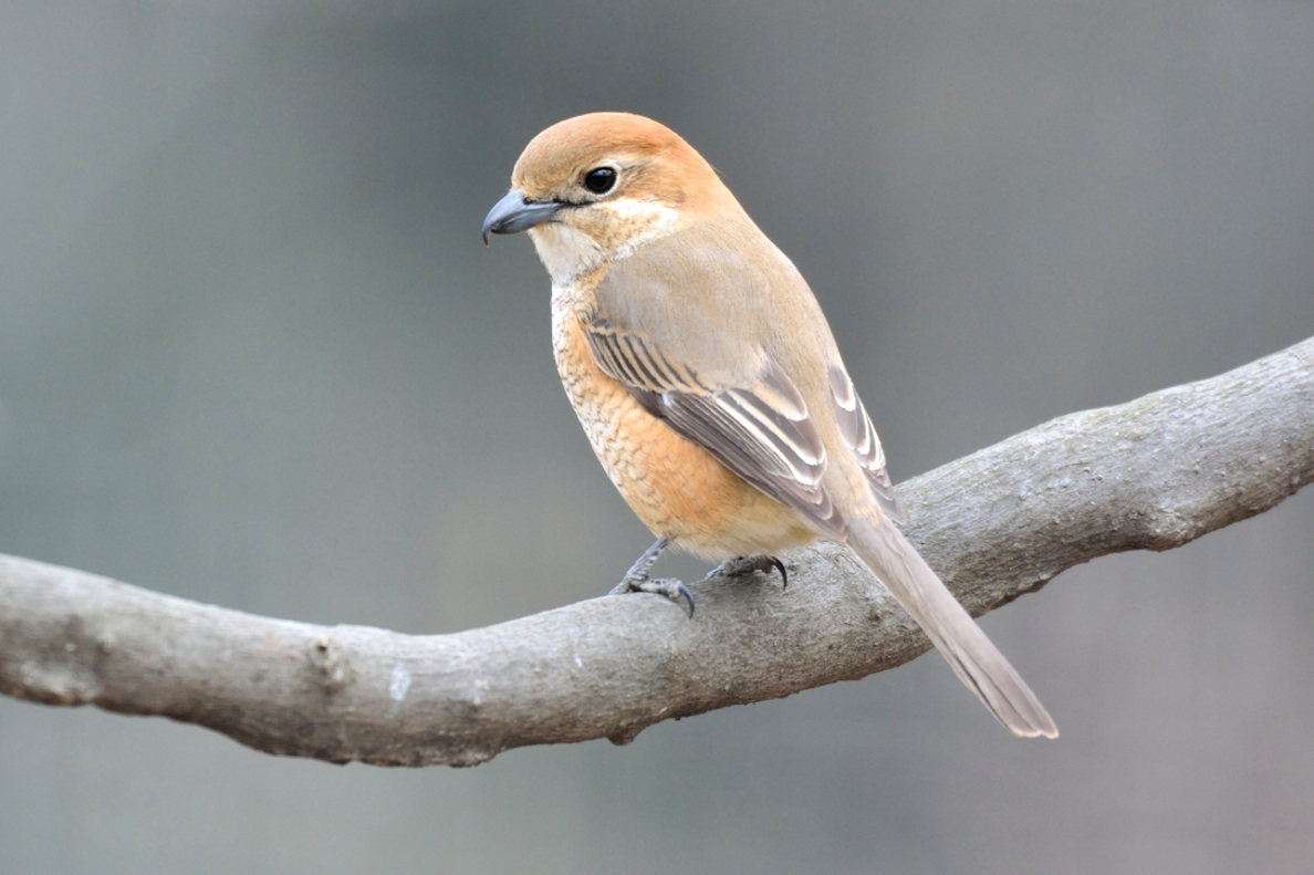 モズ ひがし北海道の野鳥図鑑 Bird Land ひがし北海道 釧路 バードウォッチング パラダイスひがし北海道 くしろ