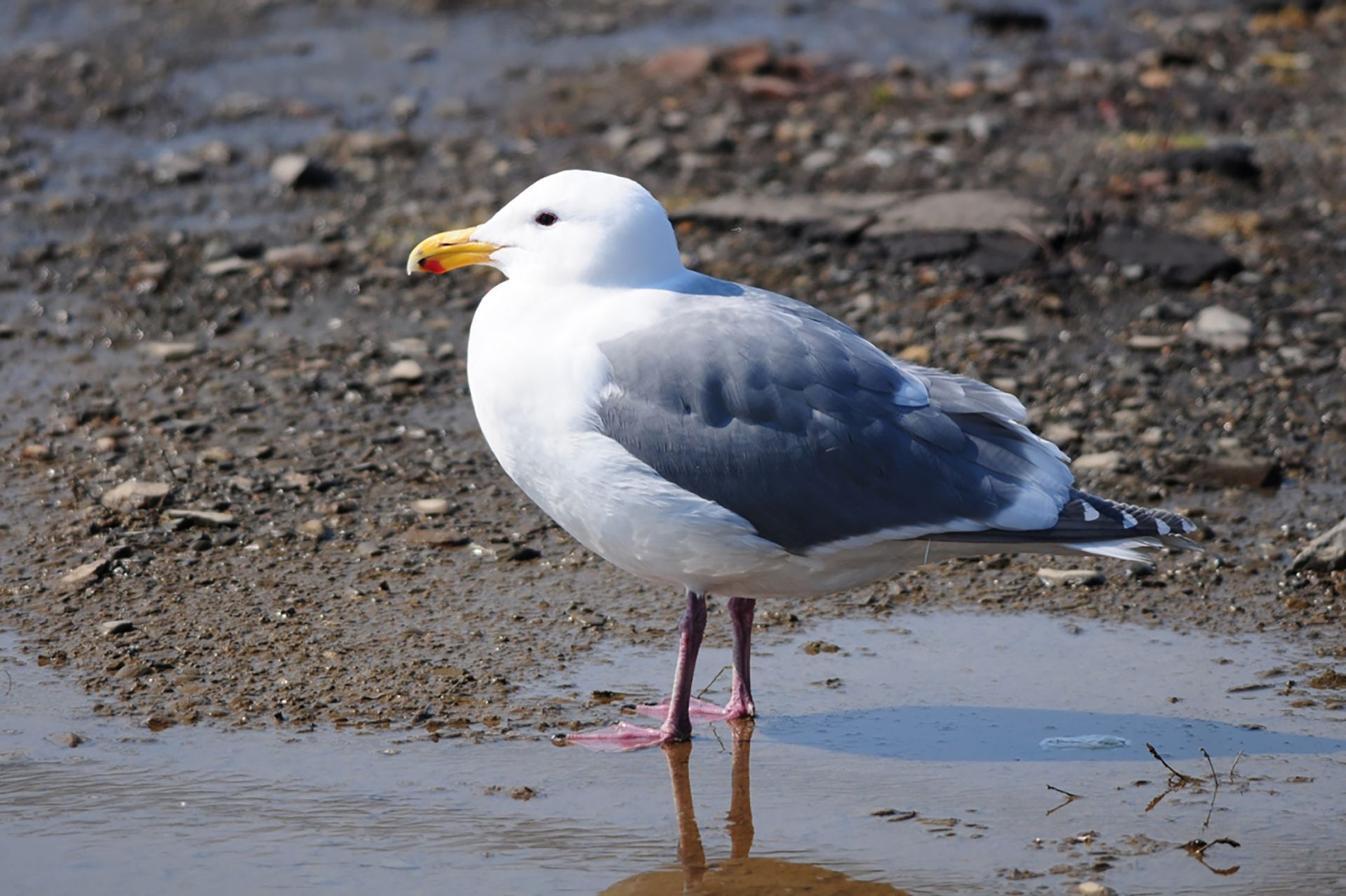 ワシカモメ ひがし北海道の野鳥図鑑 Bird Land ひがし北海道 釧路 バードウォッチング パラダイスひがし北海道 くしろ