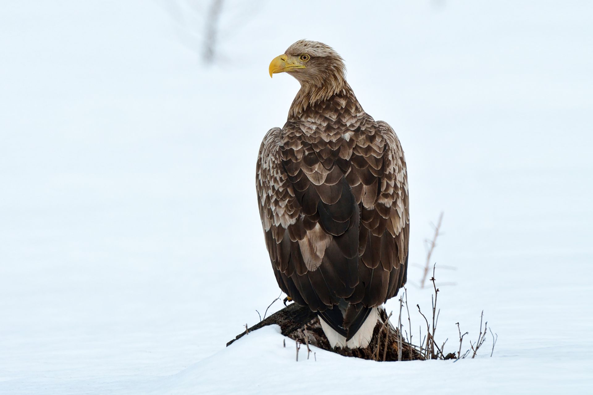 オジロワシ ひがし北海道の野鳥図鑑 Bird Land ひがし北海道 釧路