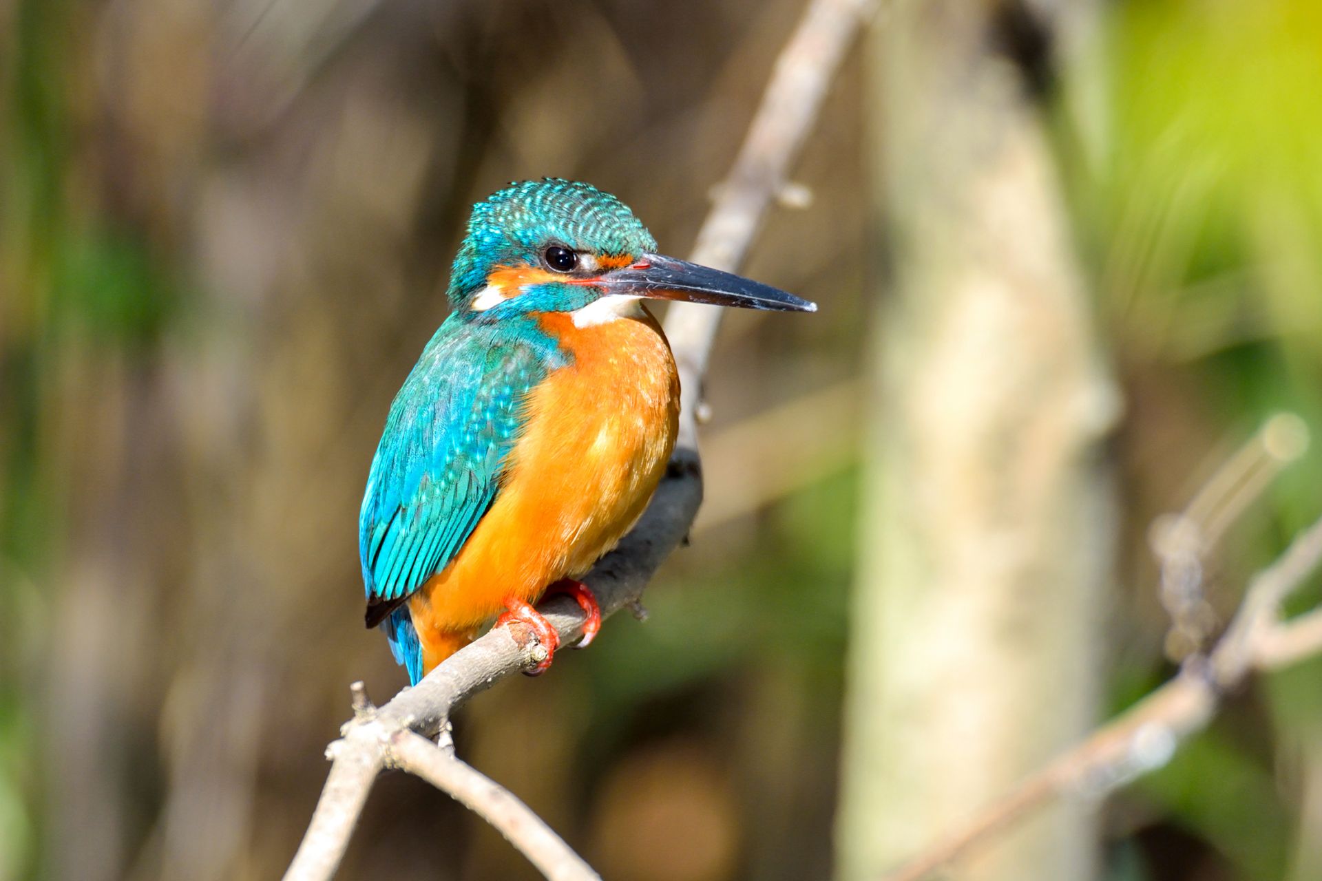 カワセミ ひがし北海道の野鳥図鑑 Bird Land ひがし北海道 釧路 バードウォッチング パラダイスひがし北海道 くしろ