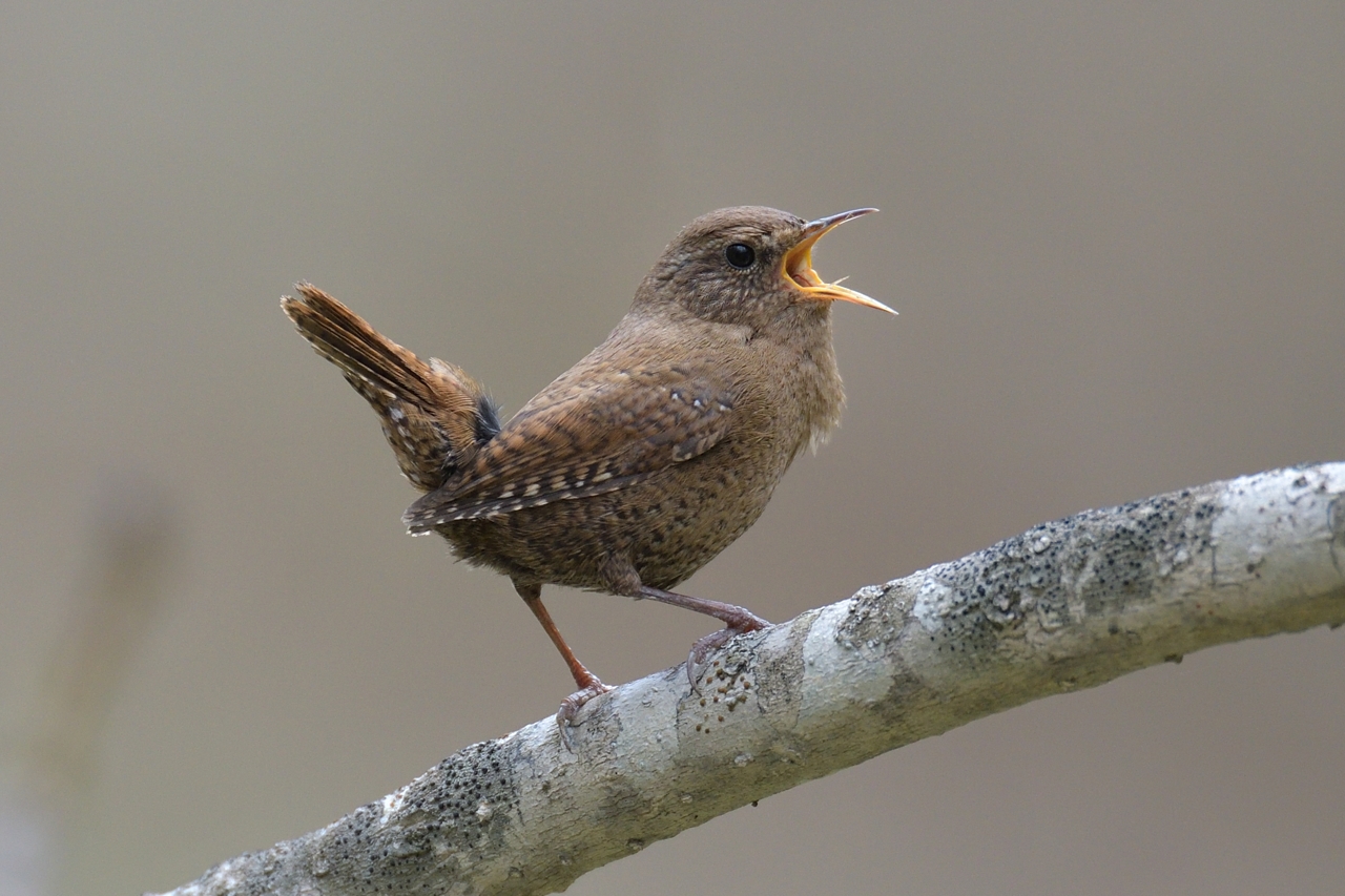ミサ ミソサザイ