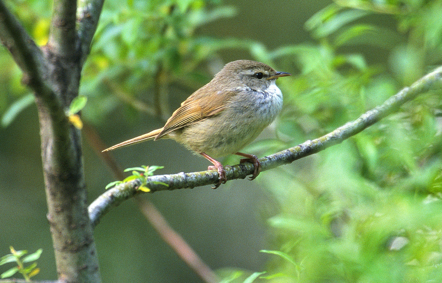 ウグイス ひがし北海道の野鳥図鑑 Bird Land ひがし北海道 釧路 バードウォッチング パラダイスひがし北海道 くしろ