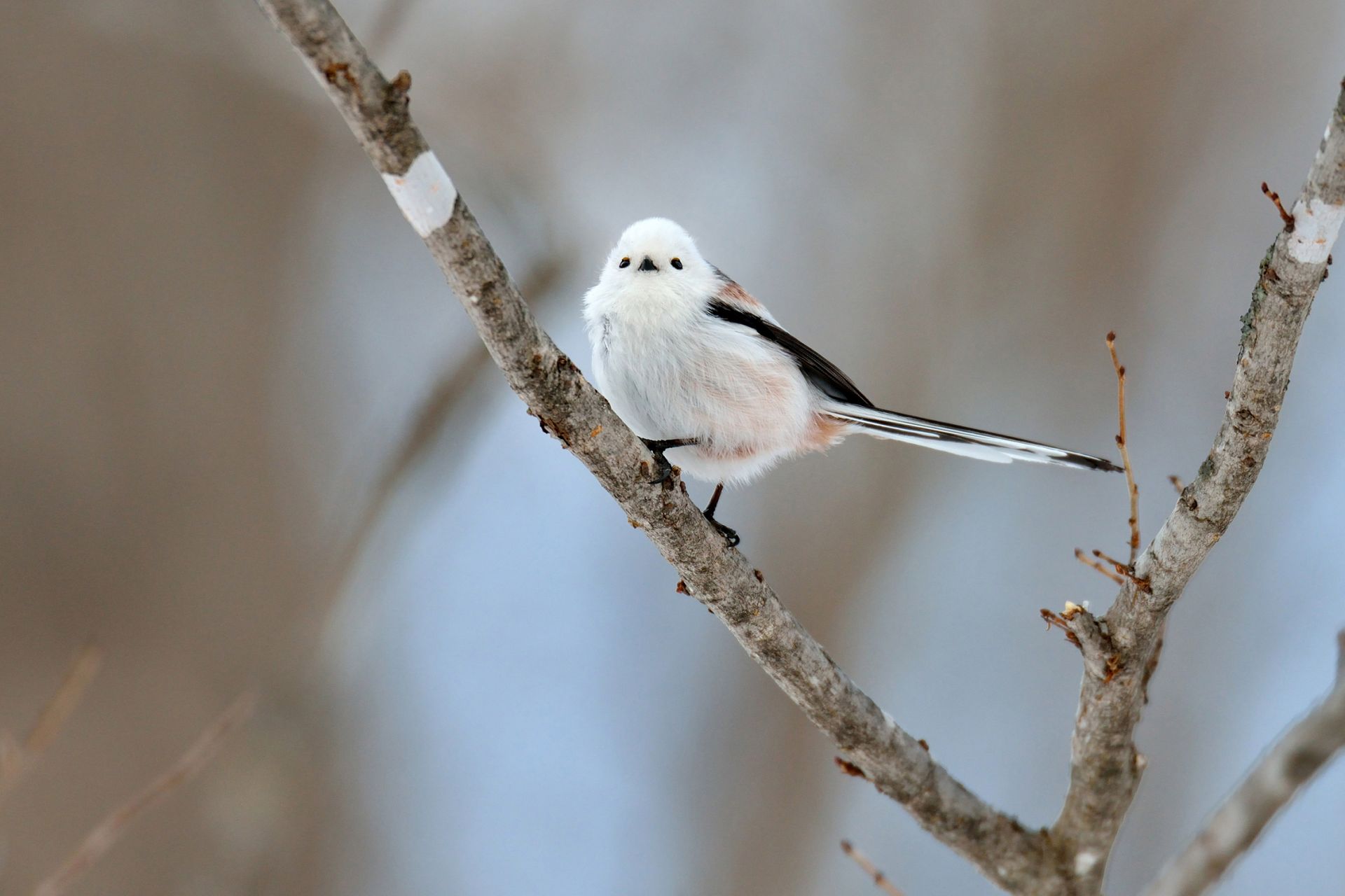 エナガ ひがし北海道の野鳥図鑑 Bird Land ひがし北海道 釧路 バードウォッチング パラダイスひがし北海道 くしろ