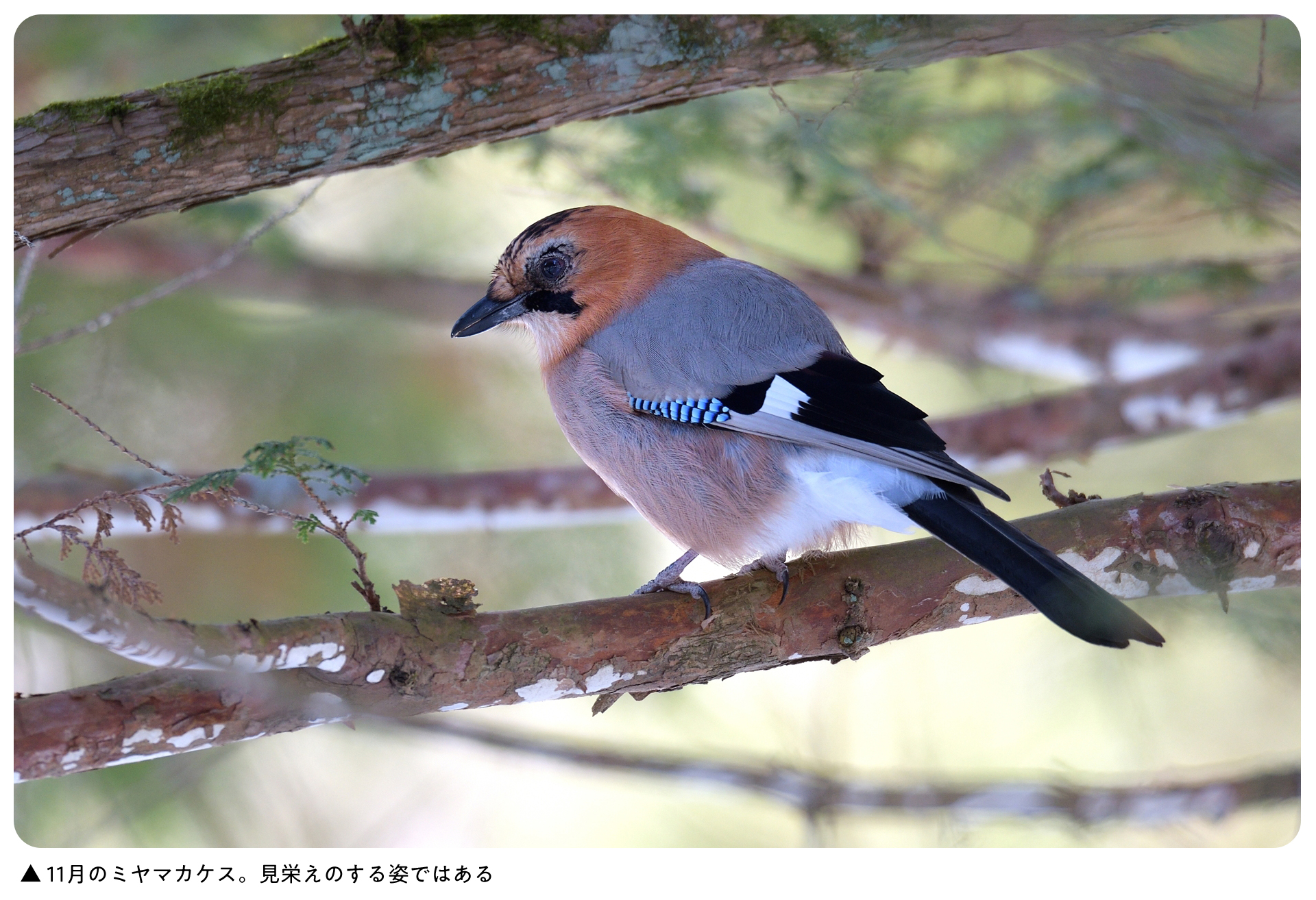 カケス に 似 た 鳥