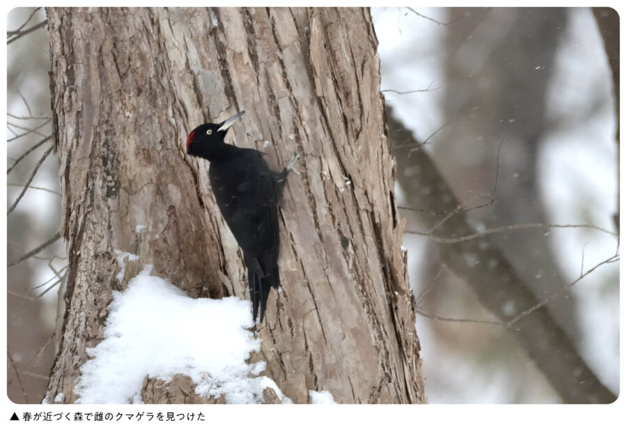 バカラ　クマのスキー 熊スプレー 熊一目散 | TIEMCOフライフィッシング公式サイト