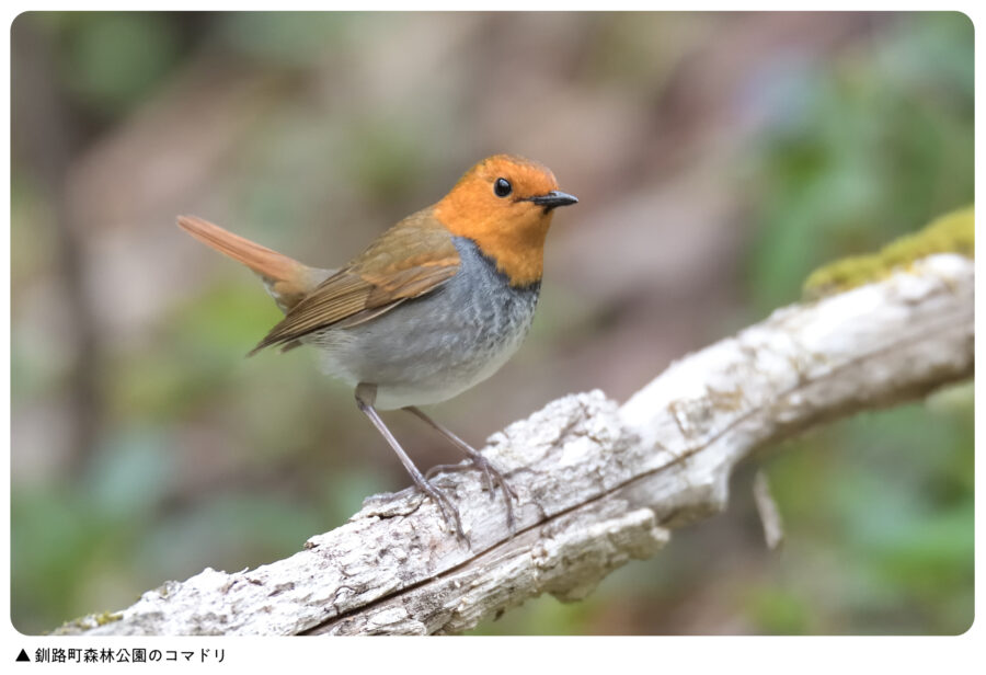 平地のコマドリ | ひがし北海道の野鳥図鑑 | BIRD LAND ひがし北海道