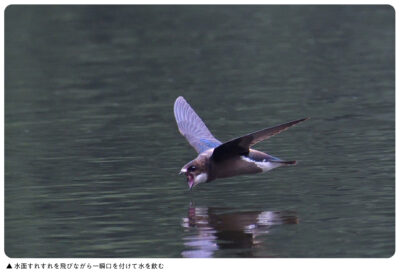 ハリオアマツバメの水飲み