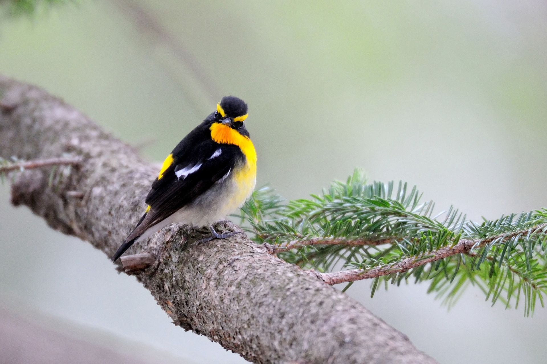 キビタキ ひがし北海道の野鳥図鑑 Bird Land ひがし北海道 釧路 バードウォッチング パラダイスひがし北海道 くしろ