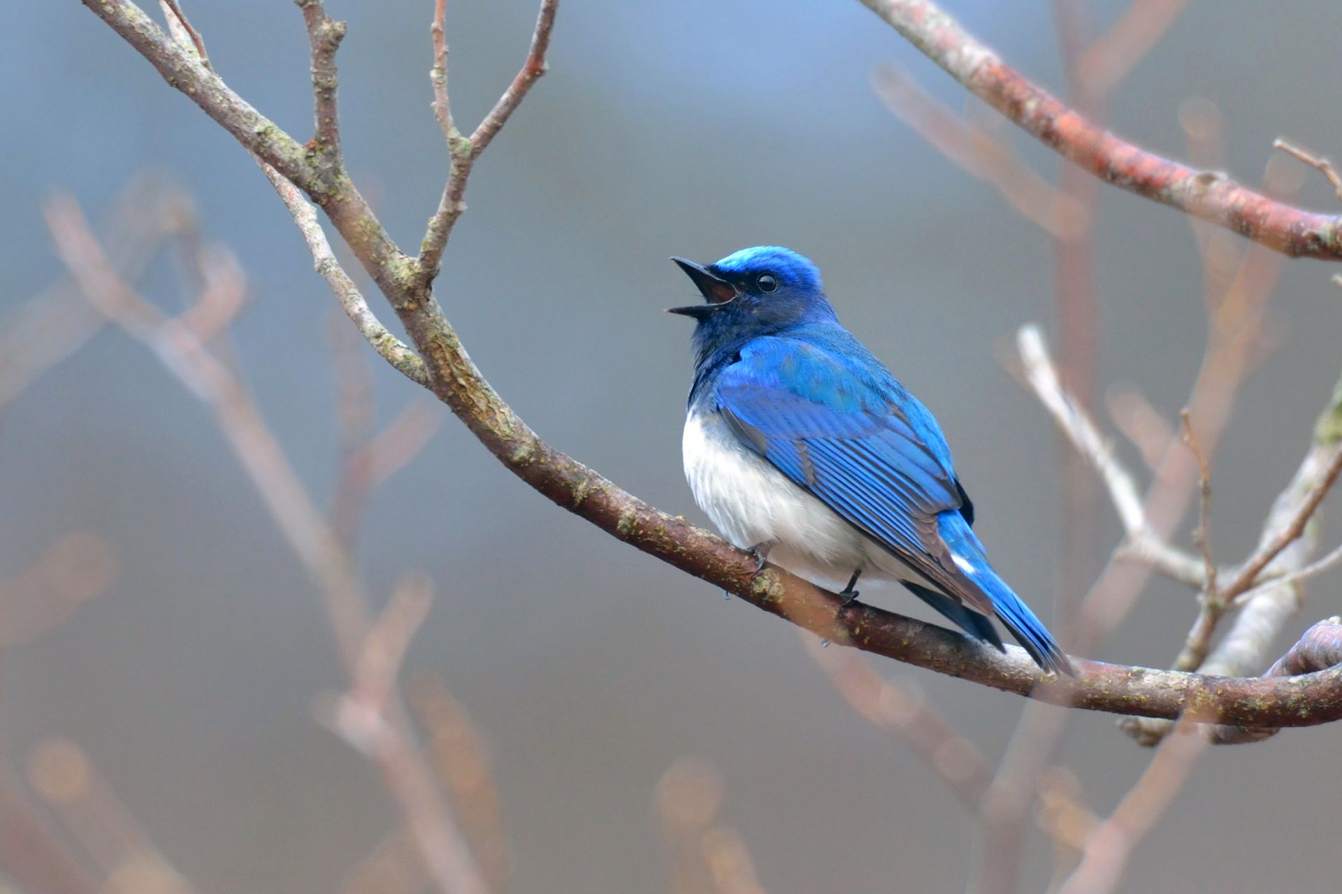 オオルリ ひがし北海道の野鳥図鑑 Bird Land ひがし北海道 釧路