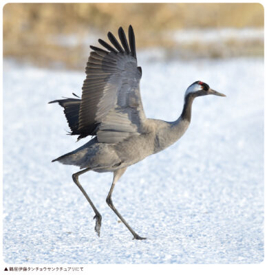 鶴居村のクロヅル
