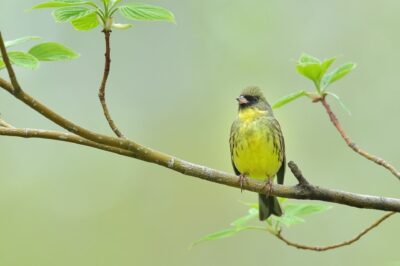 早い夏鳥アオジ