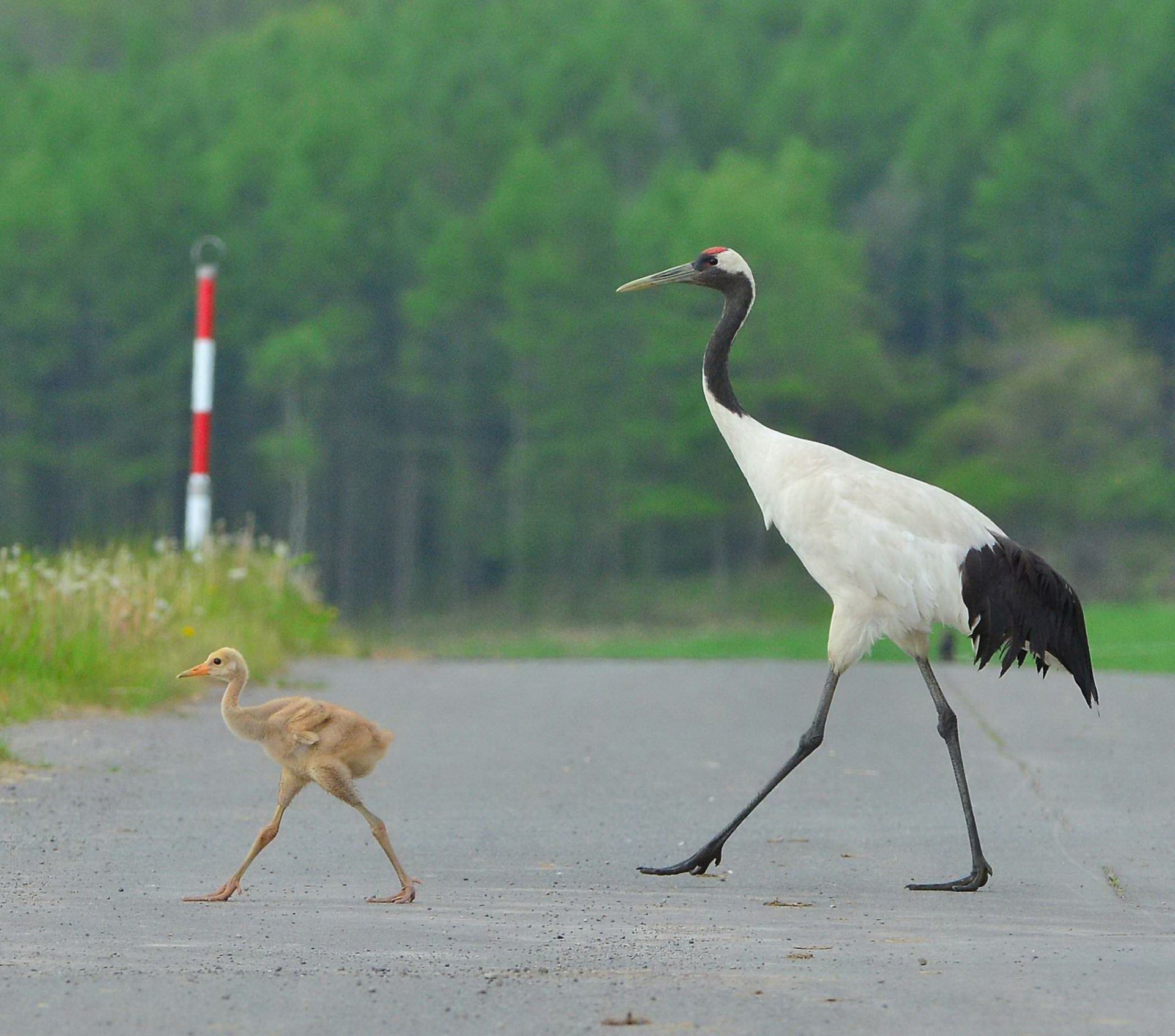 北の大地を闊歩するタンチョウ　　photo by 安藤誠