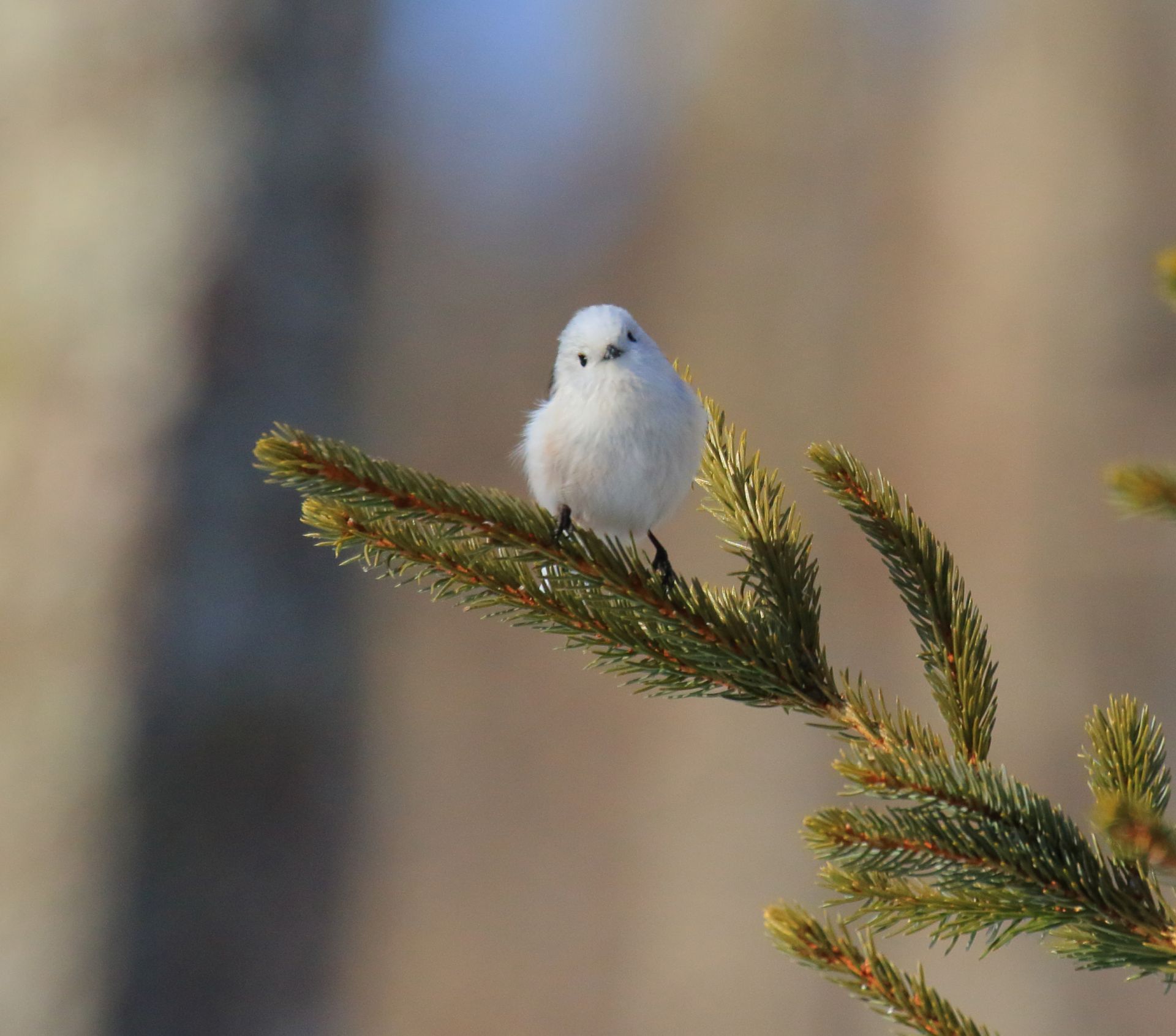 ひがし北海道の野鳥図鑑 Bird Land ひがし北海道 釧路