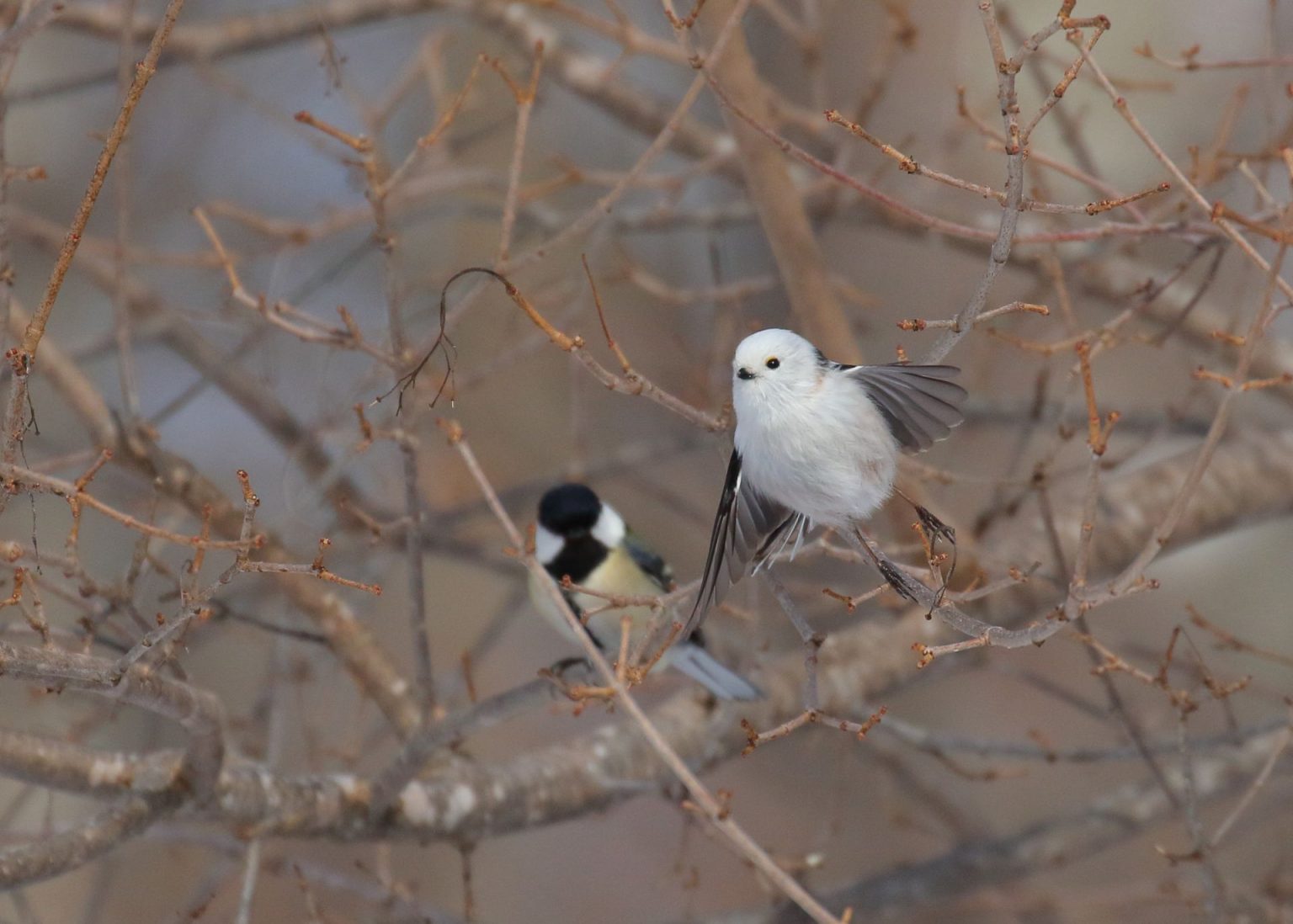 マダガスカルの野鳥一覧