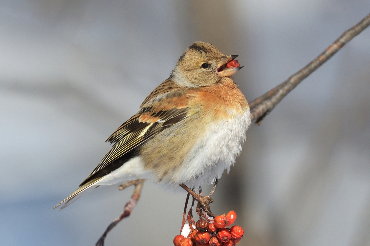 北海道 の 野鳥 図鑑