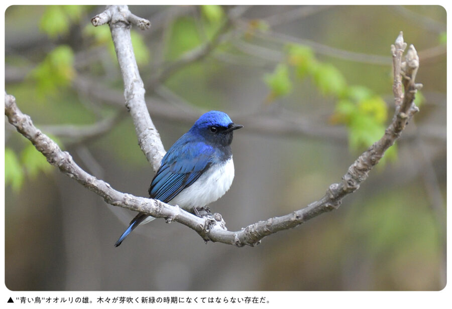 オオルリに会いたい | ひがし北海道の野鳥図鑑 | BIRD LAND ひがし