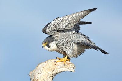 ハヤブサ ひがし北海道の野鳥図鑑 Bird Land ひがし北海道 釧路 バードウォッチング パラダイスひがし北海道 くしろ