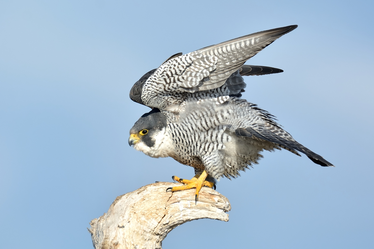 ハヤブサ | ひがし北海道の野鳥図鑑 | BIRD LAND ひがし北海道 釧路(バードウォッチング パラダイスひがし北海道 くしろ)