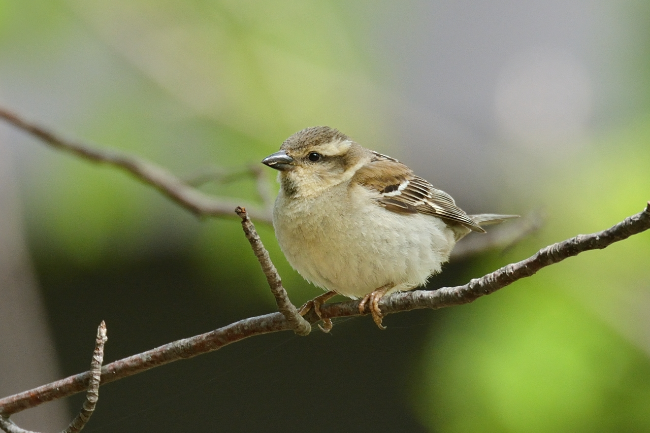 北海道 の 野鳥 図鑑