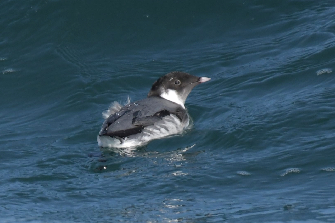 ウミスズメ ひがし北海道の野鳥図鑑 BIRD LAND ひがし北海道 釧路(バードウォッチング パラダイスひがし北海道 くしろ)